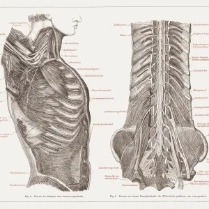 Nervous system of humans, lithograph, published in 1877 Nervous system of humans, lithograph, published in 1877