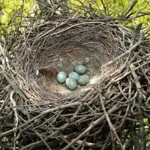Carrion Crown Print - Corvus corone corone Nest and Eggs Carrion Crown Print - Corvus corone corone Nest and Eggs