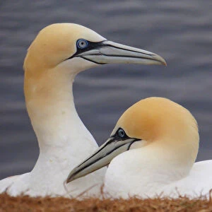 Nesting gannets on Helgoland, Germany