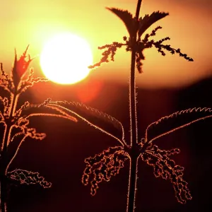 Nettle plant weed silhouette hedgerow field sunse Nettle plant weed silhouette hedgerow field sunse