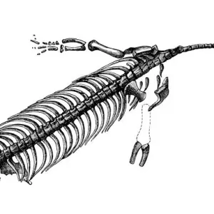 Neusticosaurus, is an extinct genus of marine reptile belonging to the nothosaur order, from Italy, Switzerland and Germany. At 18 cm long, it was one of the smallest nothosaurs. Neusticosaurus probably fed on small fish Neusticosaurus, is an extinct genus of marine reptile belonging to the nothosaur order, from Italy, Switzerland and Germany. At 18 cm long, it was one of the smallest nothosaurs. Neusticosaurus probably fed on small fish