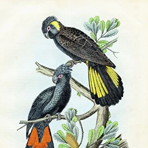 New Holland Parrots: red-tailed black cockatoo, black cockatoo - Very rare plate from "Book of the World" 1859