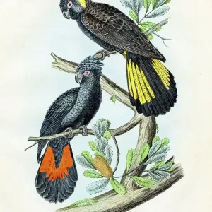 New Holland Parrots: red-tailed black cockatoo, black cockatoo - Very rare plate from Book of the World 1859 New Holland Parrots: red-tailed black cockatoo, black cockatoo - Very rare plate from Book of the World 1859