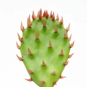 Prickly Pear Cactus Print with New Leaf Segment Prickly Pear Cactus Print with New Leaf Segment