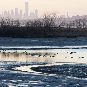Late Winter New York Skyline Print with Waterfowl in Jamaica Bay
