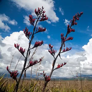 New Zealand flax lily in bloom in Tongariro National Park