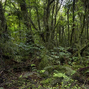 New Zealand jungle with Silver Ferns -Cyathea dealbata-, Ruatapu, West Coast Region, New Zealand
