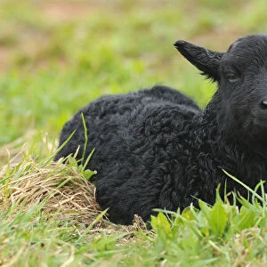 Newborn black lamb on a meadow, Heligoland, Schleswig-Holstein, Germany