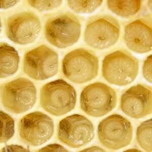 Newly-created wax comb of the honey bee -Apis mellifera var carnica- with larvae, worker bees, c. 5-9 days, in jelly