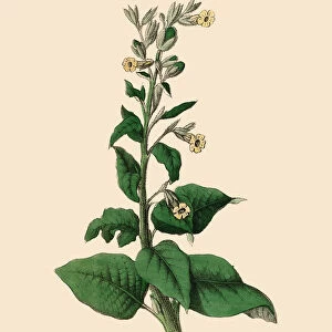 Nicotiana rustica, Aztec Tobacco Plants, Victorian Botanical Illustration