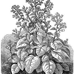 Nicotiana rustica (Syrian tobacco)