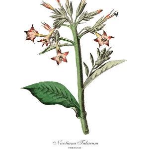 Nicotiana Tabacum, Tobacco Plants, Victorian Botanical Illustratio