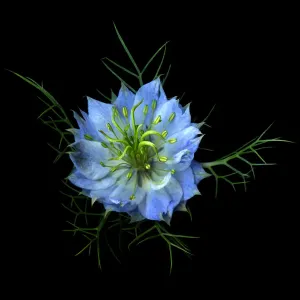 Nigella damascena Nigella damascena
