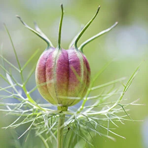 Nigella Damascena seedpod