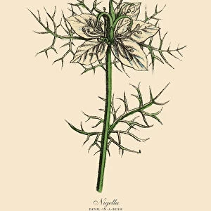 Nigella or Devl-In-A-Bush Plants, Victorian Botanical Illustration
