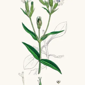 Night-flowering Catchfly Print from 1860s English Botany Illustration Night-flowering Catchfly Print from 1860s English Botany Illustration