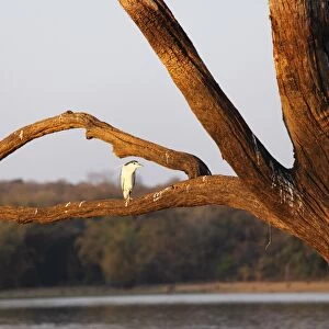 Night heron -Nycticorax nycticorax- on skeleton tree in the reservoir, Kabini Reservoir, Rajiv Gandhi National Park, Nagarhole National Park, Karnataka, South India, India, South Asia, Asia