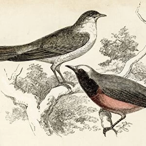 Nightingale bird engraving 1851