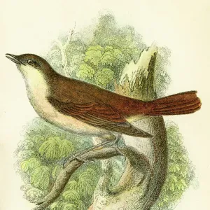 Nightingale engraving 1896