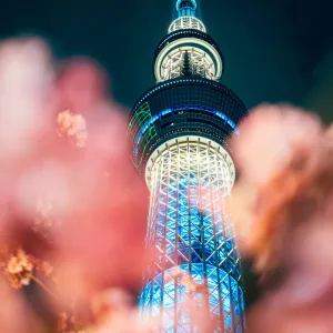 Nightview of Cherry Blossom and Sakura with Tokyo SkyTree in Japan