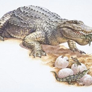 Nile Crocodile, Crocodlyus niloticus, caring for newly-hatched young, holdling one small hatchling in her mouth, standing guard over hatching eggs, front view