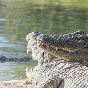 Nile Crocodiles -Crocodylus niloticus-, crocodile ranch, Otjiwarongo, Namibia