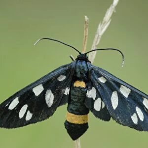 Nine-spotted moth -Amata phegea-