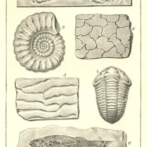 Nineteenth century engraving of various fossils Nineteenth century engraving of various fossils