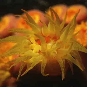 nobody, outdoors, night, one animal, nature, tropical climate, ocean and sea, underwater nobody, outdoors, night, one animal, nature, tropical climate, ocean and sea, underwater