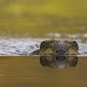 North American beaver (Castor canadensis) in pond