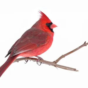 Northern Cardinal Northern Cardinal