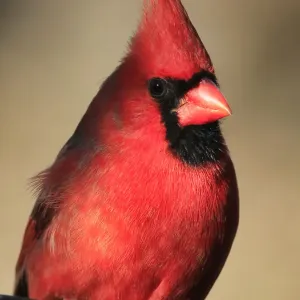 Northern Cardinal Print, Derby Kansas Closeup Northern Cardinal Print, Derby Kansas Closeup