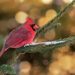 Northern Cardinal ( male ) in evening light