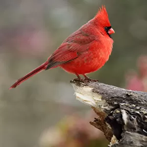 Northern Cardinal Perched on Log