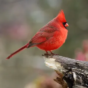 Northern Cardinal Perched on Log Winter Print Northern Cardinal Perched on Log Winter Print