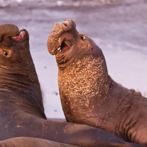 Northern Elephant Seals Print at Sunrise Northern Elephant Seals Print at Sunrise