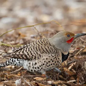 Northern flicker Northern flicker
