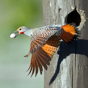 Northern Flicker with Egg in Beak Print
