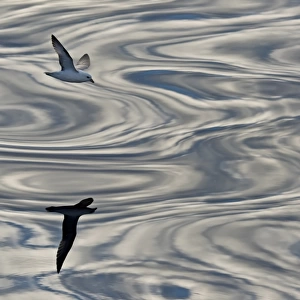 Northern Fulmar -Fulmaris glacialis- in flight, clouds and an evening sky reflected in the sea, Greenland