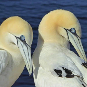 Northern gannets on Helgoland, Germany