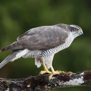 Northern Goshawk -Accipiter gentilis-, Stubai Valley, Tyrol, Austria