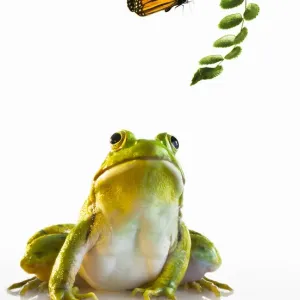 Northern Green Frog and Monarch Butterfly Print Northern Green Frog and Monarch Butterfly Print