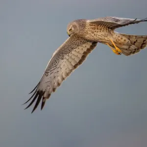 Northern harrier Northern harrier