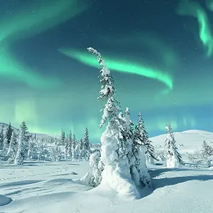 Northern Lights on the snowy landscape, Lapland Northern Lights on the snowy landscape, Lapland