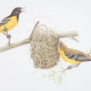 Northern Oriole Female Building Nest Print Northern Oriole Female Building Nest Print