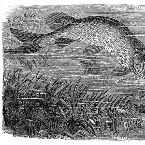 The northern pike (Esox lucius), known simply as a pike or pickerel