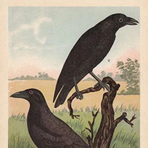 Northern raven and Carrion crow, chromolithograph, published in 1896