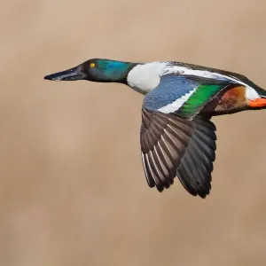 Northern Shoveler Print: Northern Shoveler in Flight Northern Shoveler Print: Northern Shoveler in Flight