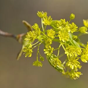 Norway Maple -Acer platanoides-, flowering, Thuringia, Germany
