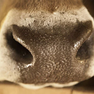 Nose of an Austrian cow, Brown Swiss, with water beads